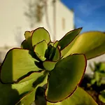 Bed & Breakfast Masseria Kalandini